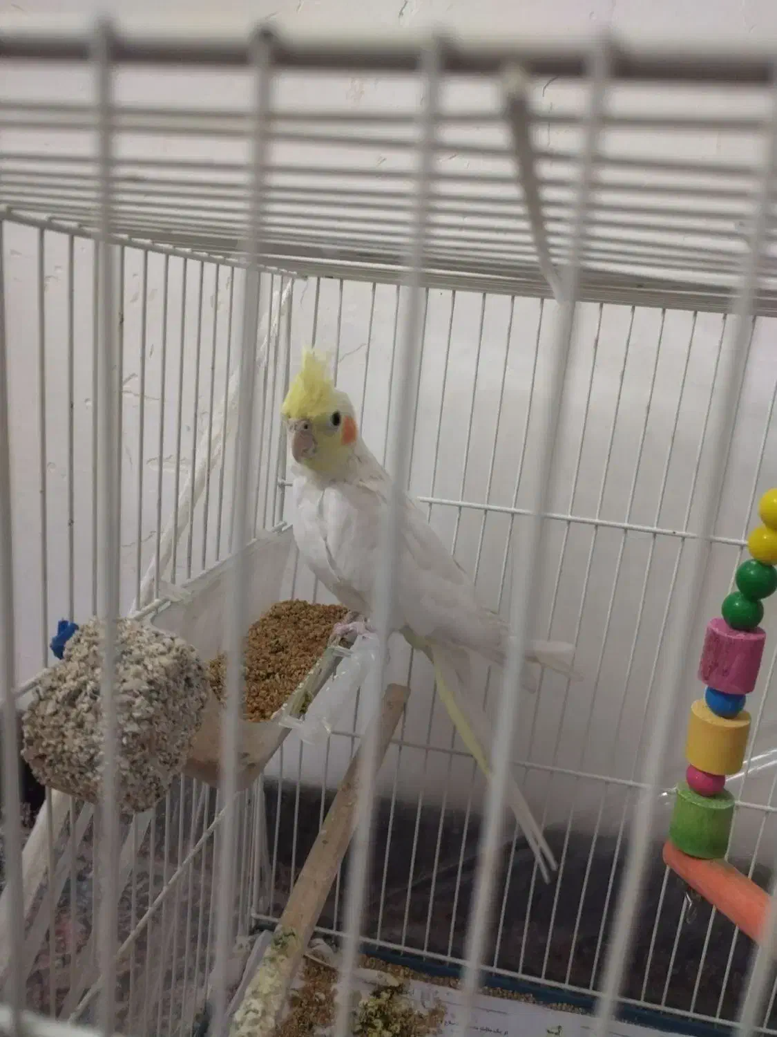 عروس هلندی دستی|پرنده|مشهد, هدایت|دیوار