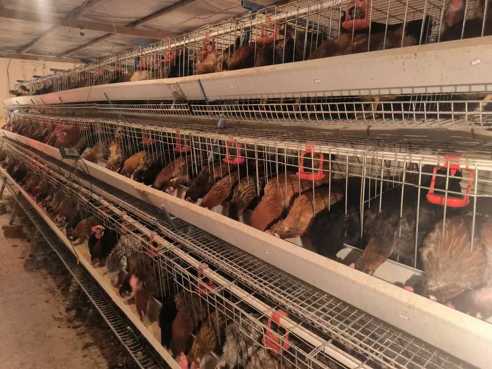 تولید تخم مرغ با قفس های ممبری 3طبقه|ماشین‌آلات صنعتی|قزوین, |دیوار