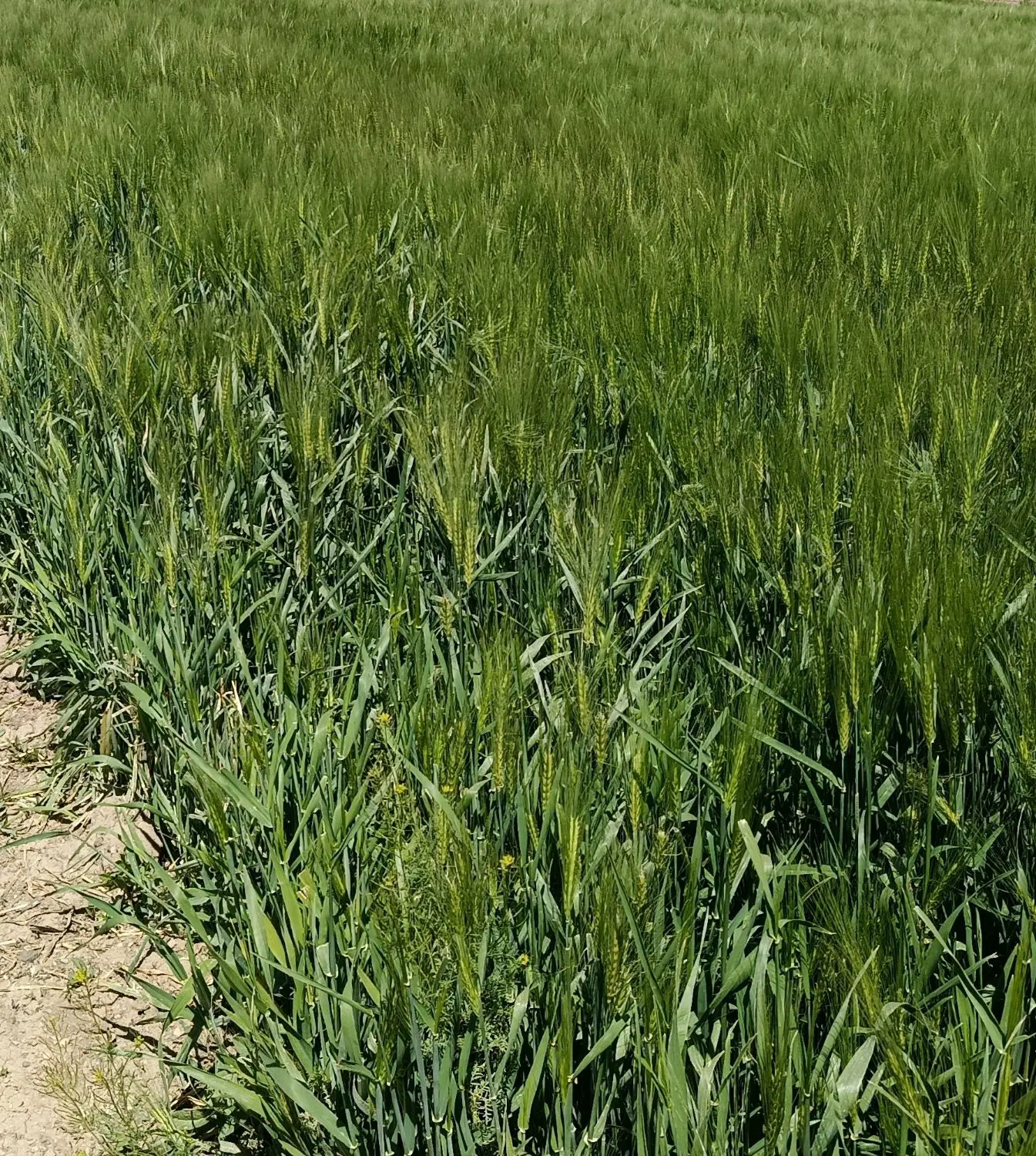 جو بهاره|خدمات باغبانی و درختکاری|سجاس رود, |دیوار