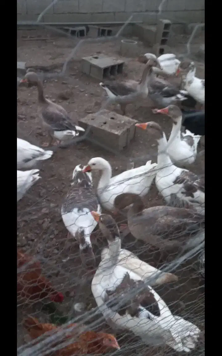 غاز محلی کاملا ارگانیک|حیوانات مزرعه|فریدونکنار, |دیوار