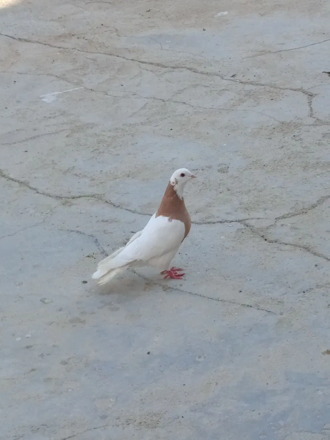 کبوتر طوقی نر مست|پرنده|سوق, |دیوار