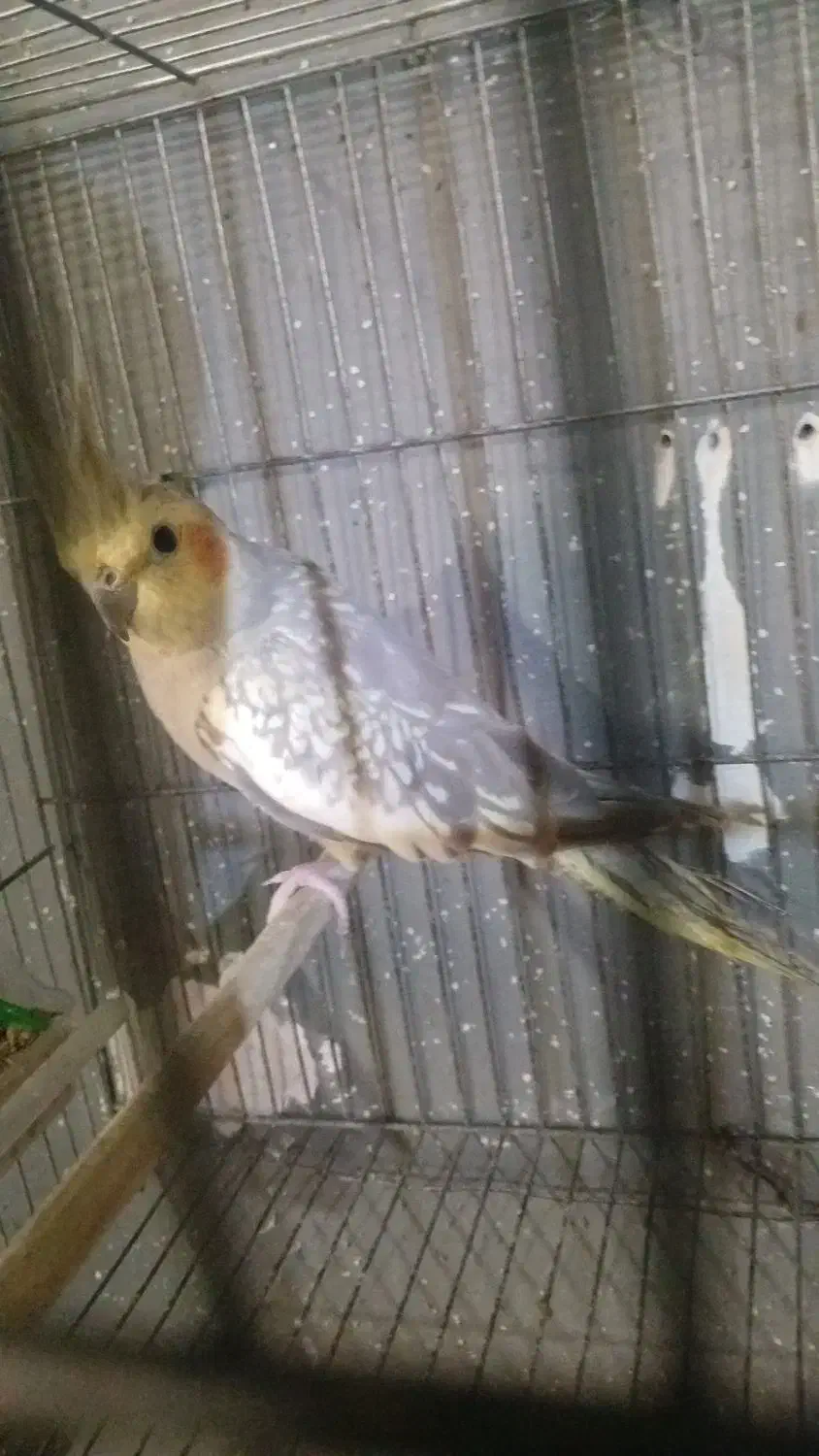 عروس هلندی|پرنده|رشت, پستک|دیوار