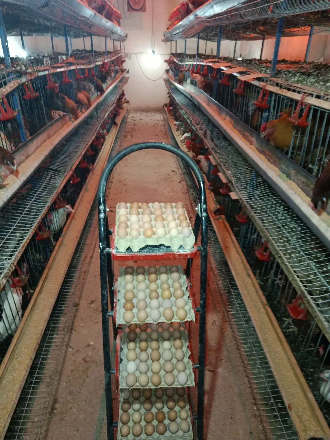 تخم مرغ محلی|خوردنی و آشامیدنی|هشتگرد, قاسم آباد بزرگ|دیوار