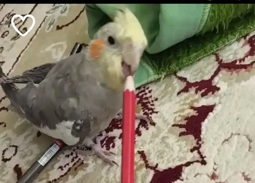 کمشده|پرنده|آران و بیدگل, |دیوار