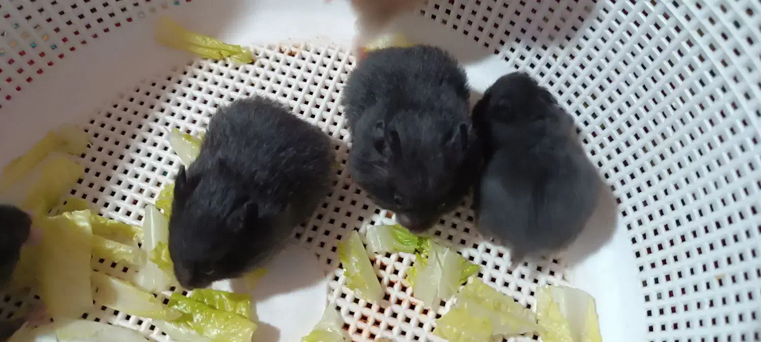 بچه همستر|موش و خرگوش|کرمان, |دیوار