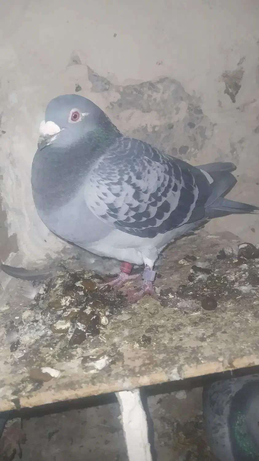 مسافتی نرو ماده|پرنده|اهر, |دیوار