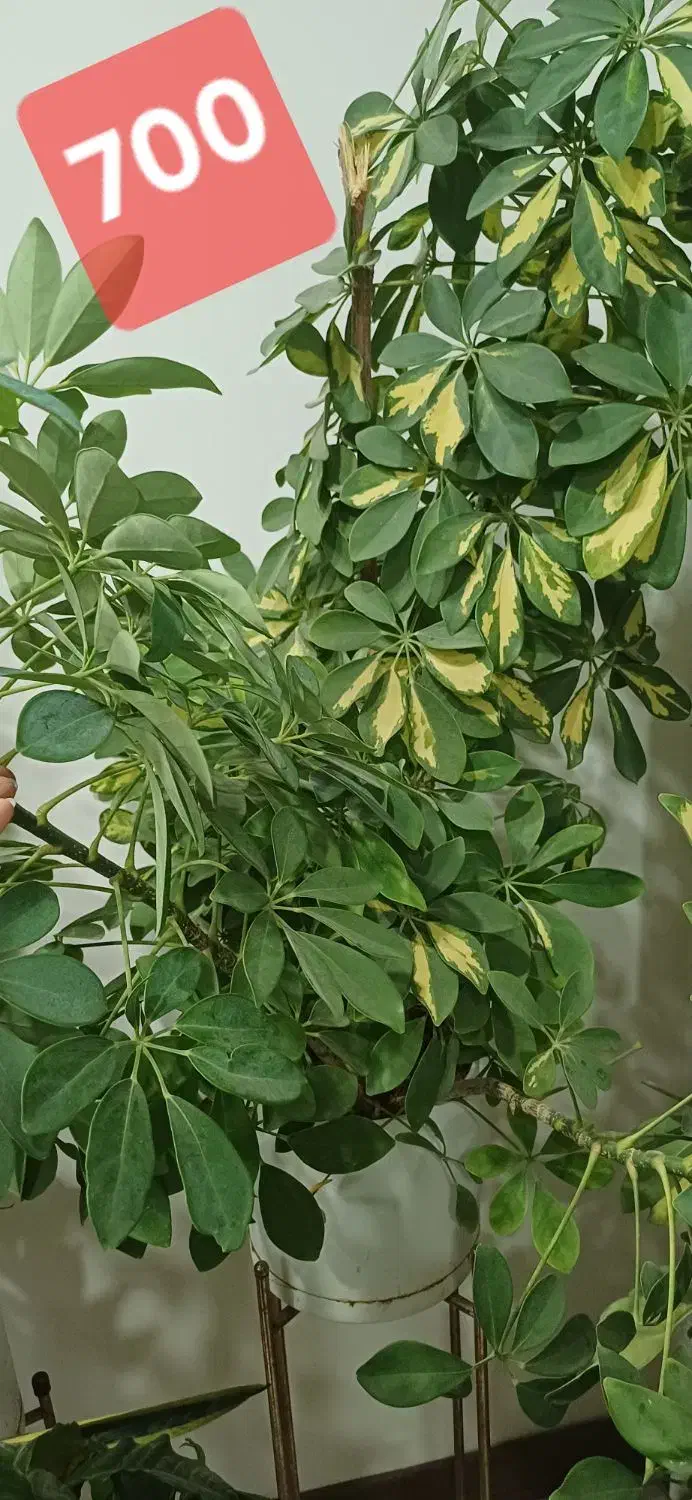 گل طبیعی شلف شلفرا بزرگ|گل و گیاه طبیعی|فردیس, فردیس|دیوار