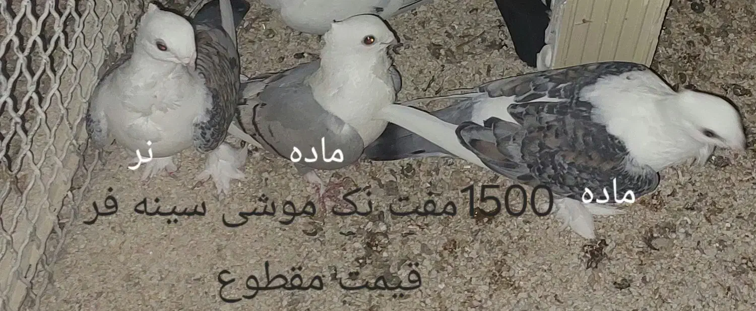 کبوتر موشی|پرنده|عسلویه, |دیوار