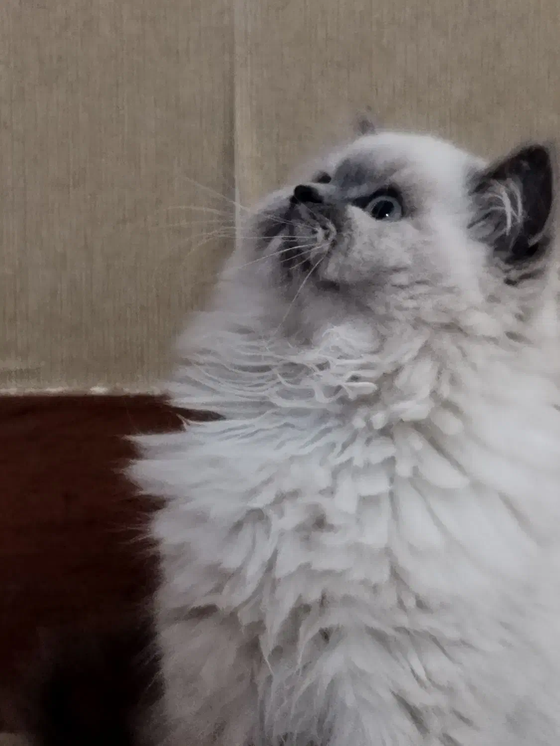 گربه|گربه|شیراز, نارنجستان|دیوار