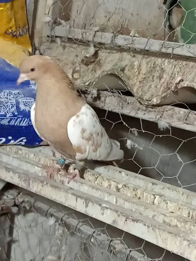 کبوتر ماده|پرنده|برازجان, |دیوار