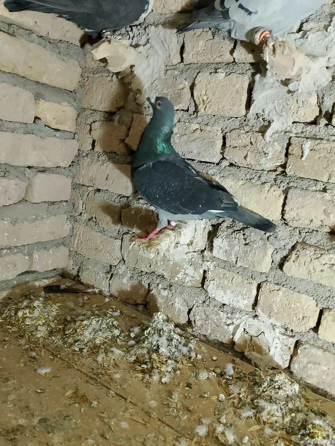 سبز|حیوانات|مشهد, صیدآباد|دیوار