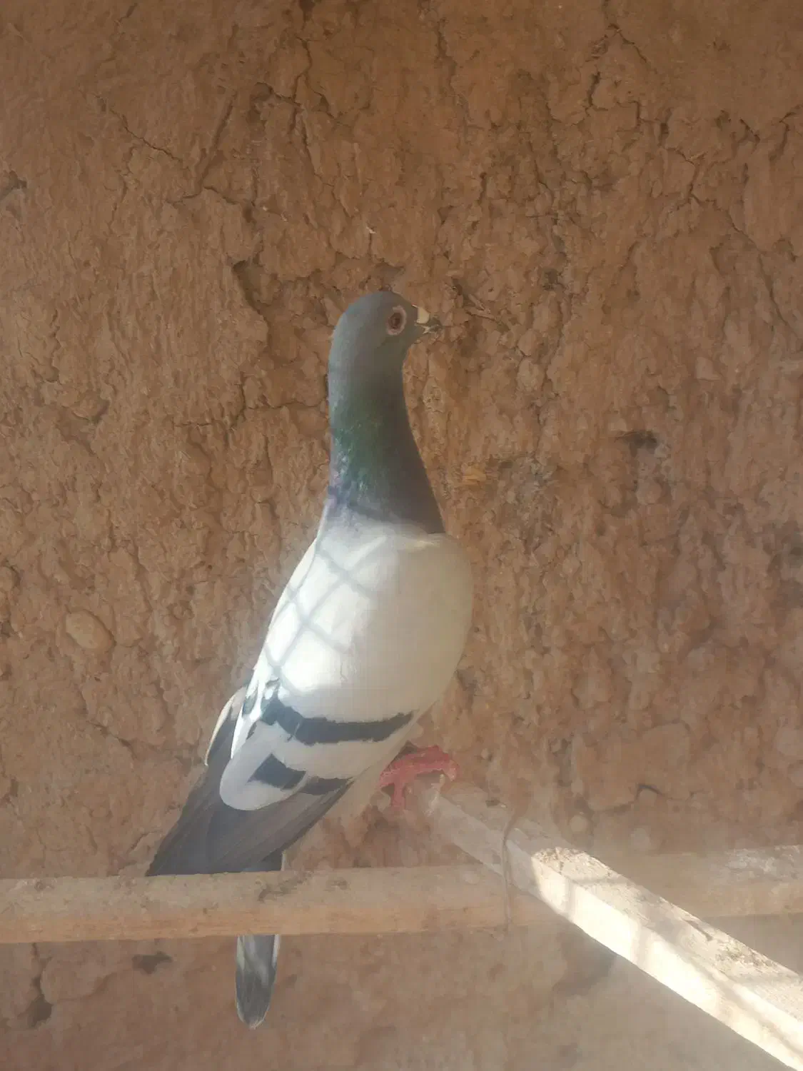 پلاکی|پرنده|اسلام‌‌آباد غرب, |دیوار