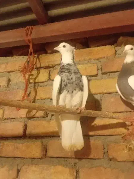 کبوتر|پرنده|اسدآباد, |دیوار