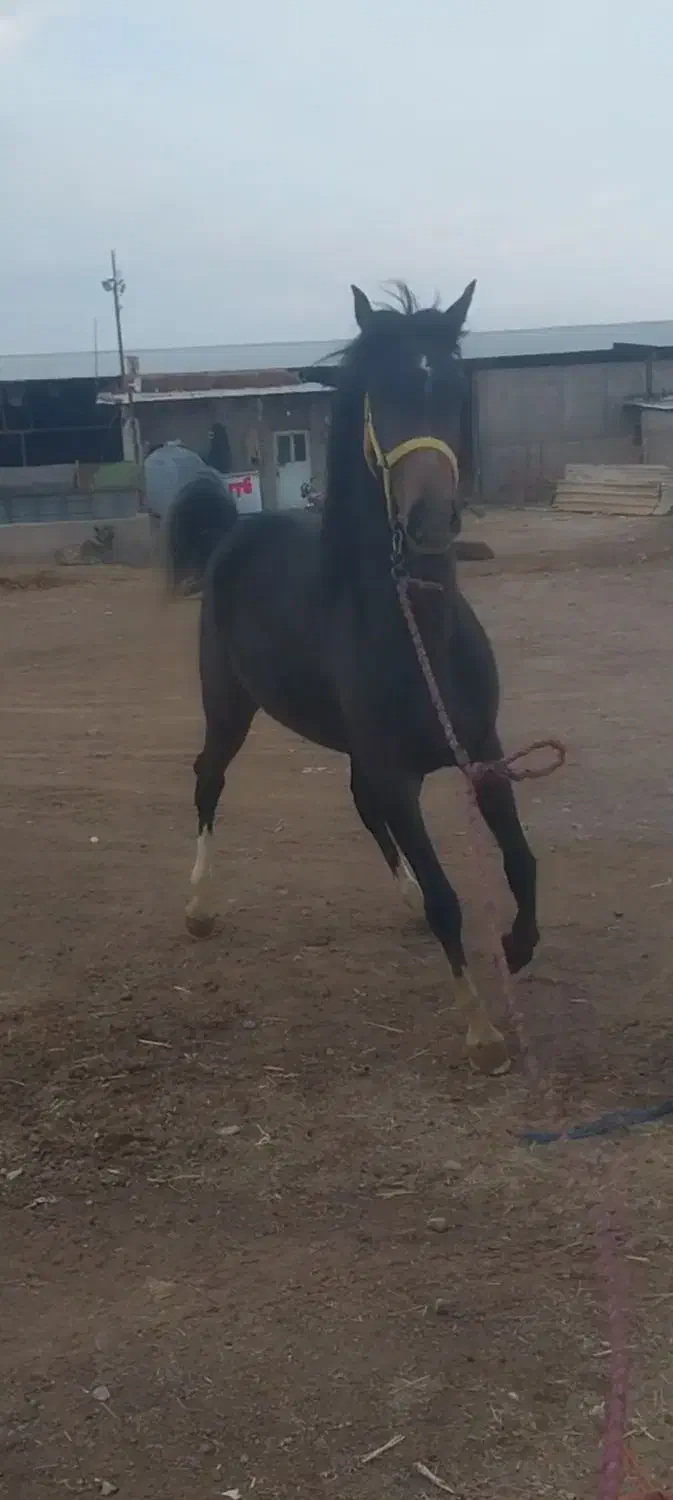 کره مادیون مشگی|اسب و تجهیزات اسب‌سواری|بوئین زهرا, |دیوار