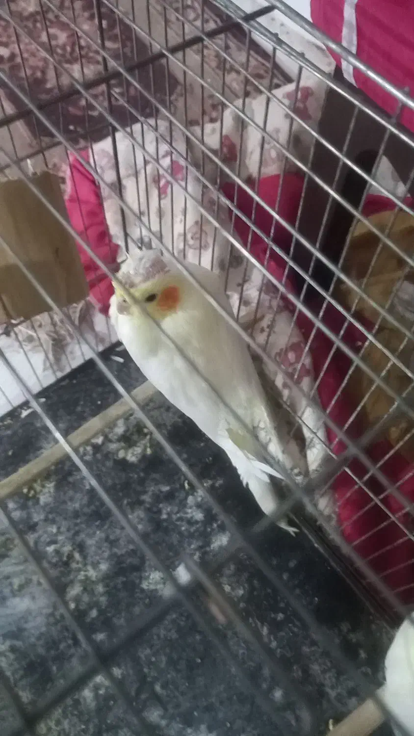 عروس هلندی|پرنده|نرماشیر, |دیوار