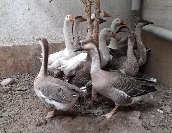 قوغاز|حیوانات مزرعه|کلاله, |دیوار