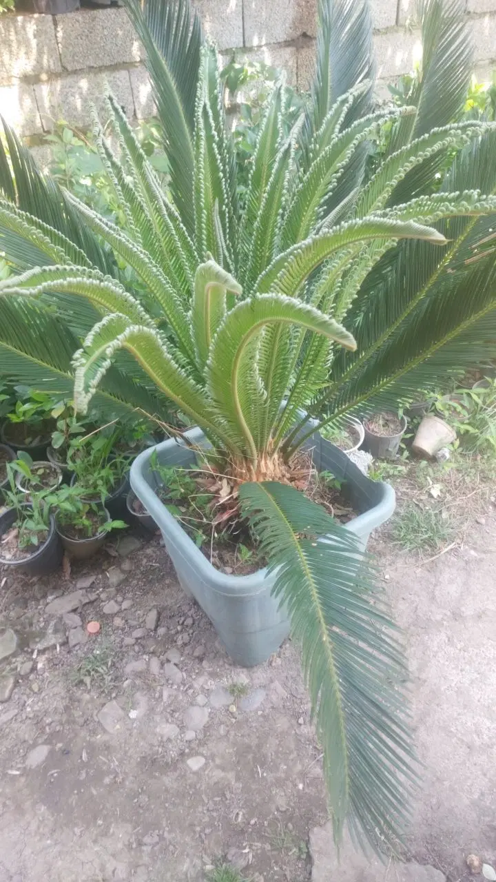 سیکاس|گل و گیاه طبیعی|چابکسر, |دیوار