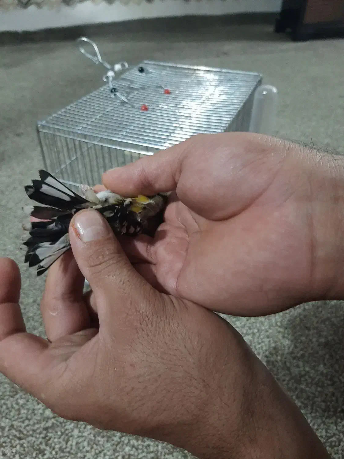 سهره|پرنده|ملایر, |دیوار