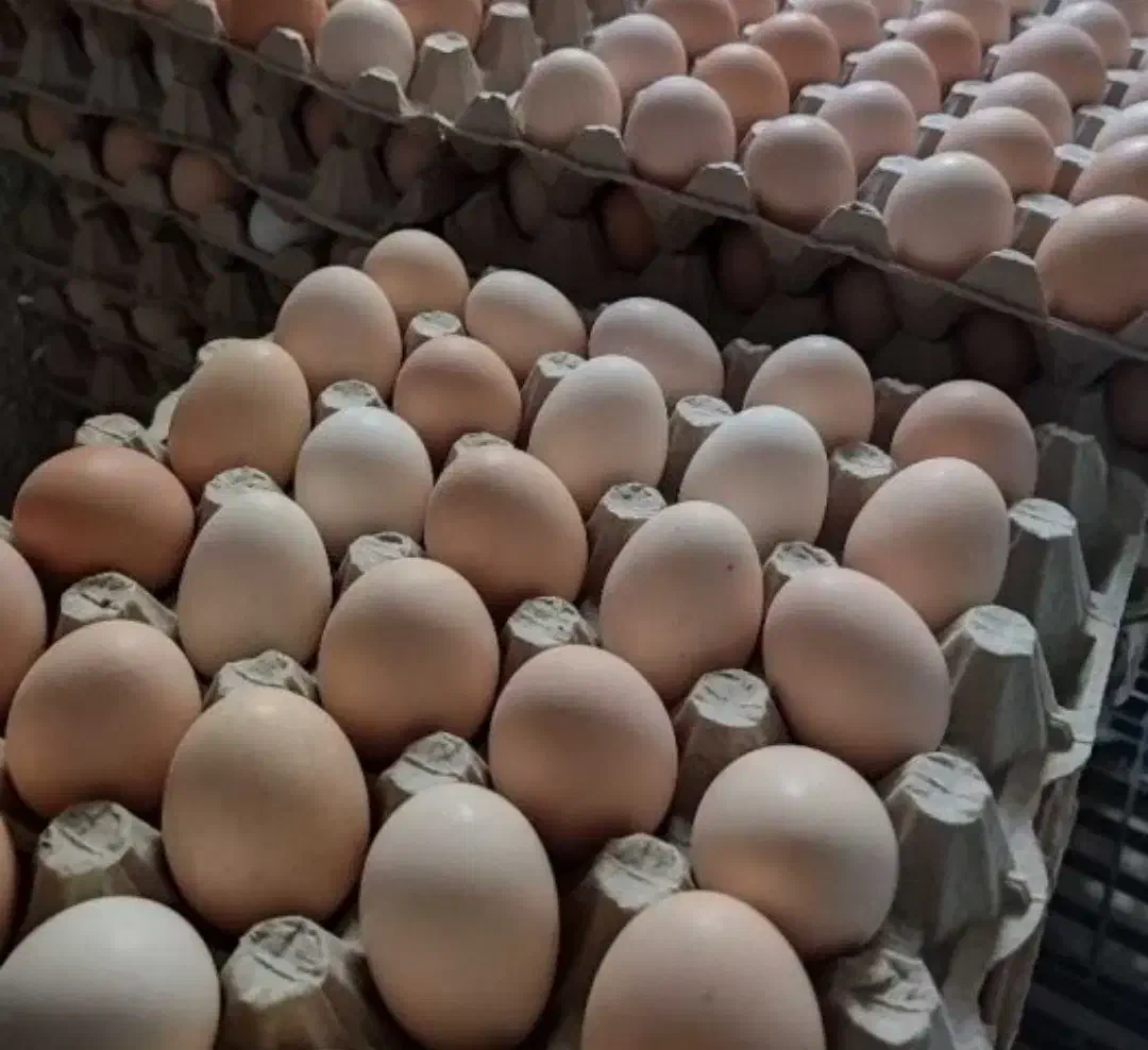 تخم مرغ محلی|خوردنی و آشامیدنی|تربت‌حیدریه, پائین ولایت|دیوار