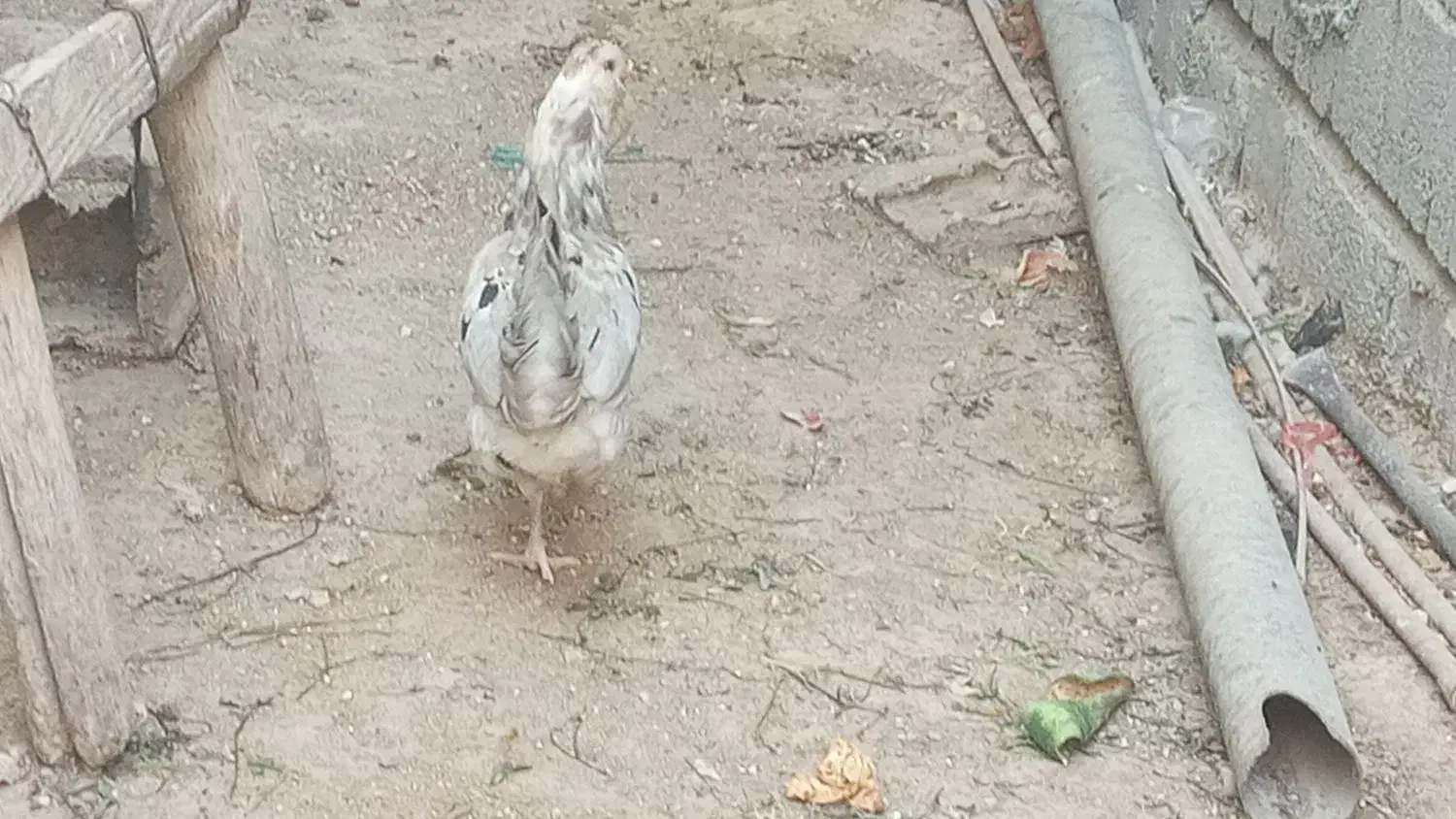 مرغ گلین طوسی|حیوانات مزرعه|آبدان, |دیوار