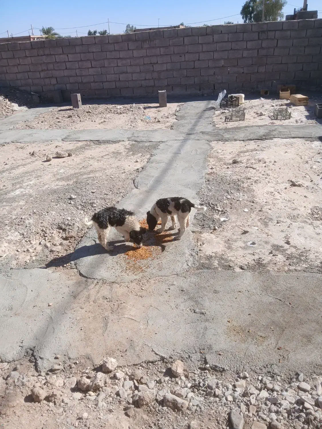 طوله ماده قدرجونی|سگ|بم, |دیوار