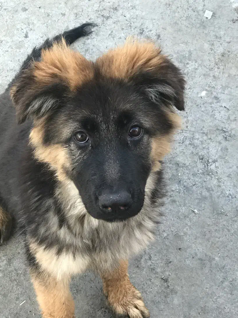 توله ژرمن وورک لاین اصیل ماده|سگ|خرمآباد, |دیوار