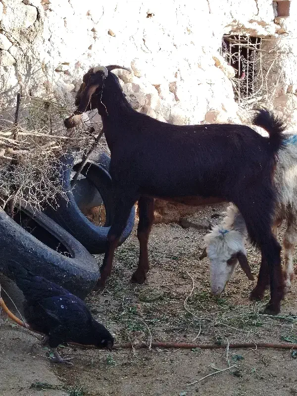 ۵ راس بز داشتی جوان و سنگین ( معاوضه با گاو)|حیوانات مزرعه|دهدشت, |دیوار