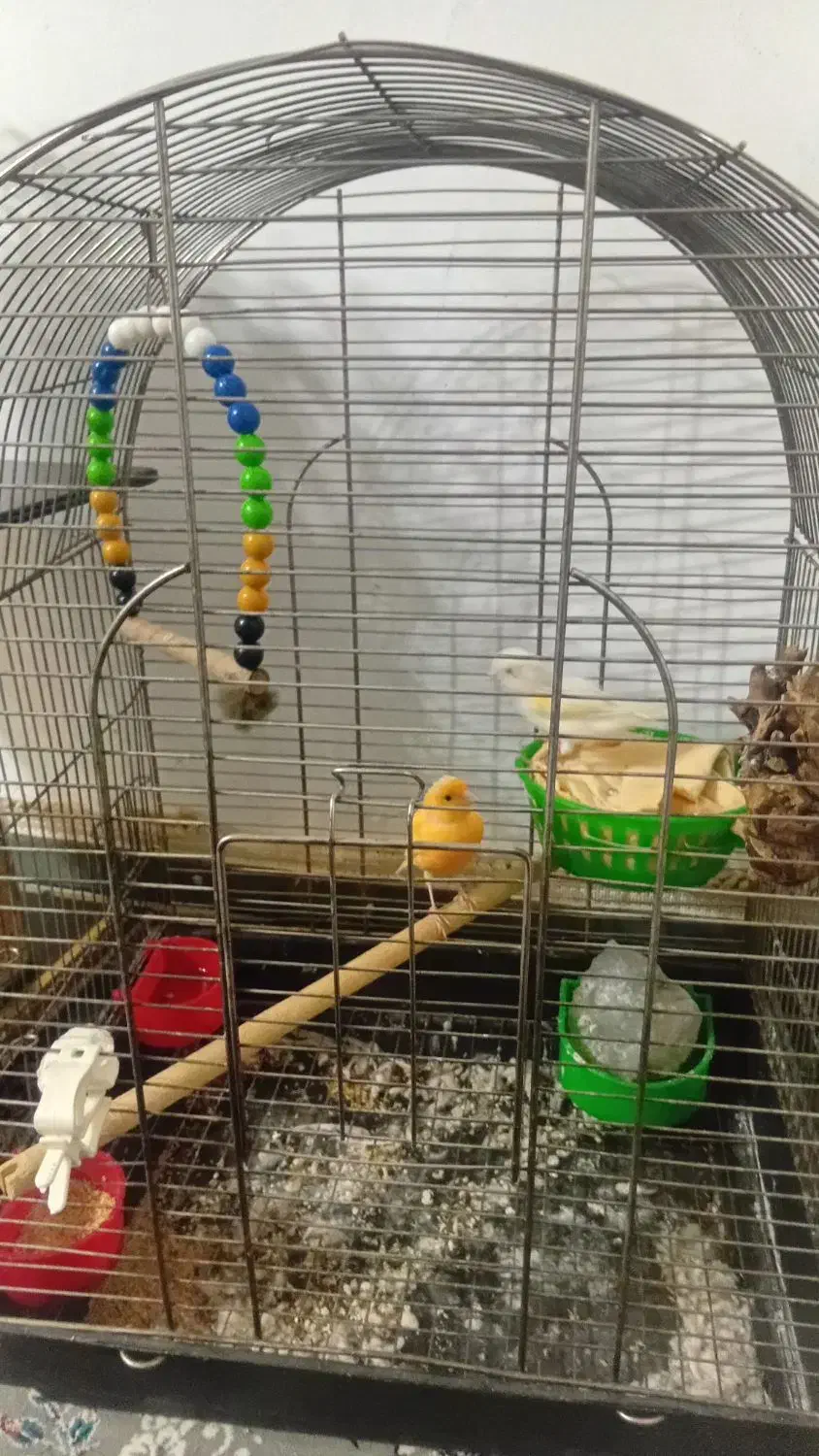 مولد قناری موزیکال|پرنده|نهاوند, |دیوار