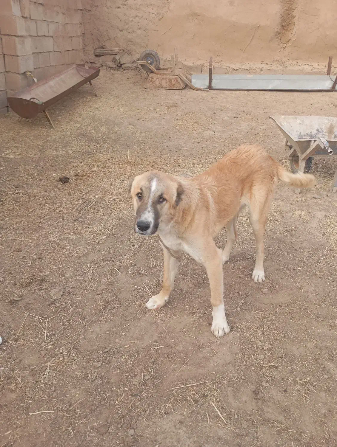 کوچک ۸ماه|سگ|تربت جام, میان جام|دیوار