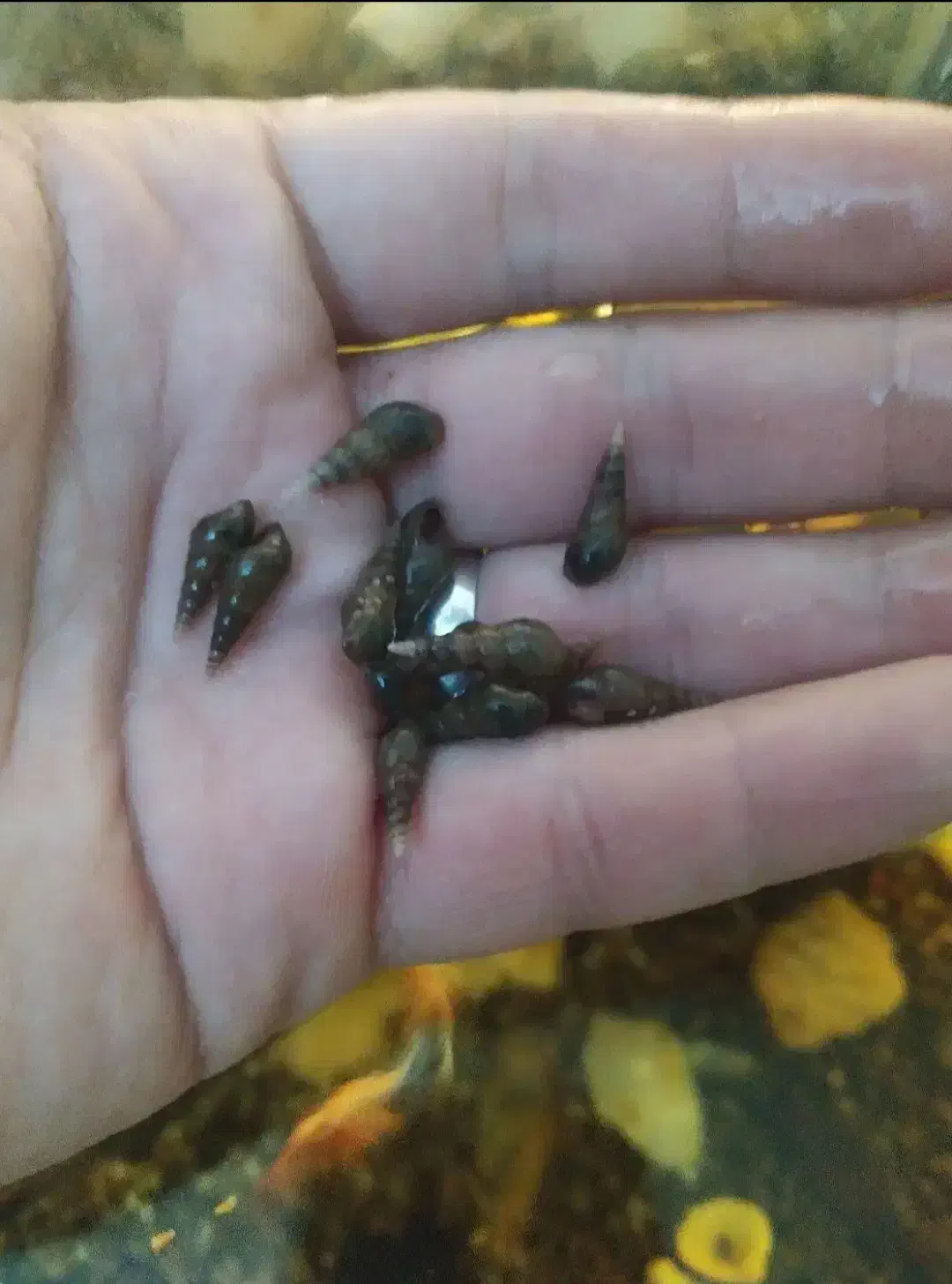 حل زون|ماهی|چناران, |دیوار