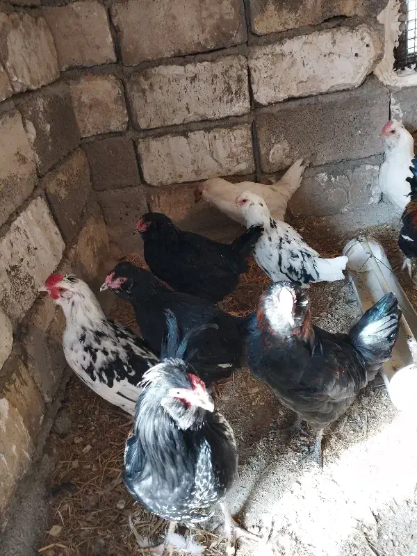 مرغ گلین لری اصیل|حیوانات مزرعه|کرج, شهرک جهاننما|دیوار