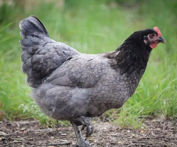 تخم نطفه دار مرغ تخم گذار آیسبار فرانسوی|حیوانات مزرعه|لاهیجان, قیام|دیوار