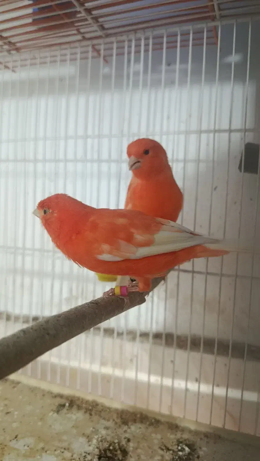 قناری|پرنده|کرمان, |دیوار