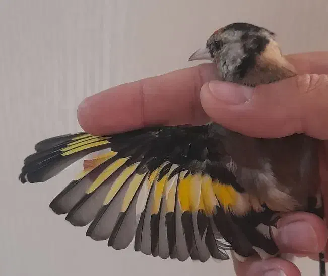 جوجه سهره نیم گل نشوندارکیاسر معاوضه با سهره قناری|پرنده|ری, ولی آباد|دیوار