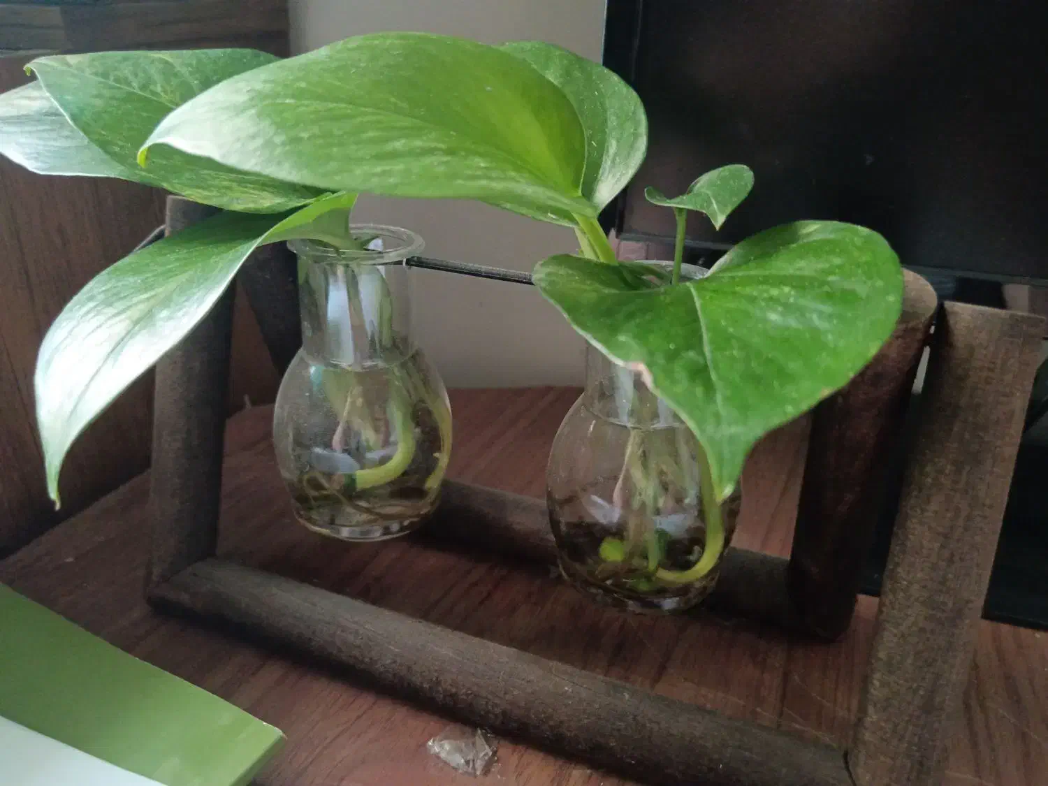 گل پتوس سبز و ابلق|گل و گیاه طبیعی|ساری, |دیوار