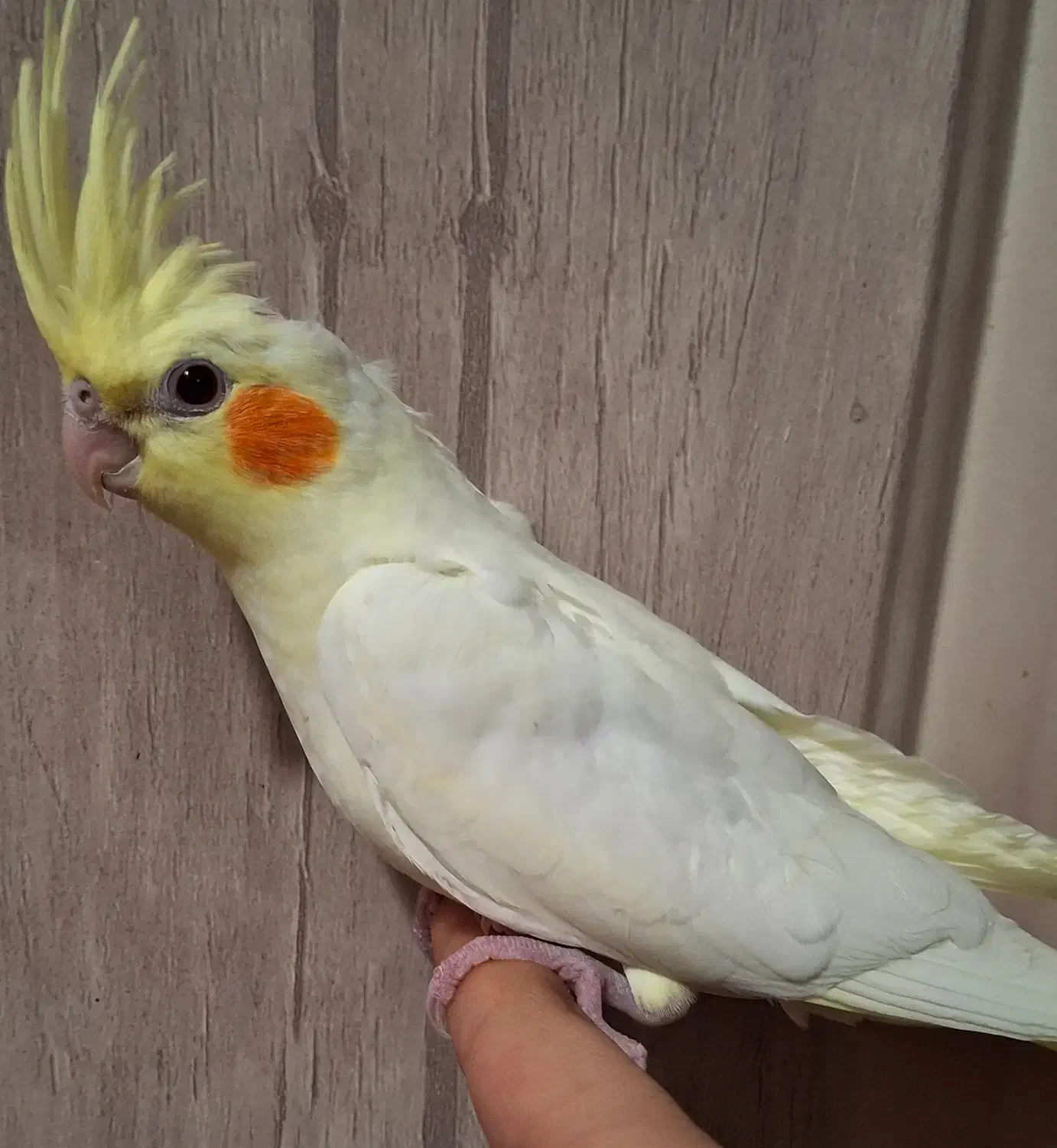 عروس هلندی بالغ لوتینو|پرنده|شهرضا, |دیوار