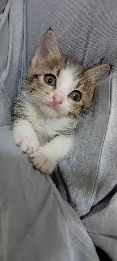 استخدام اَدمین اینستاگرام|استخدام هنری و رسانه|آمل, |دیوار