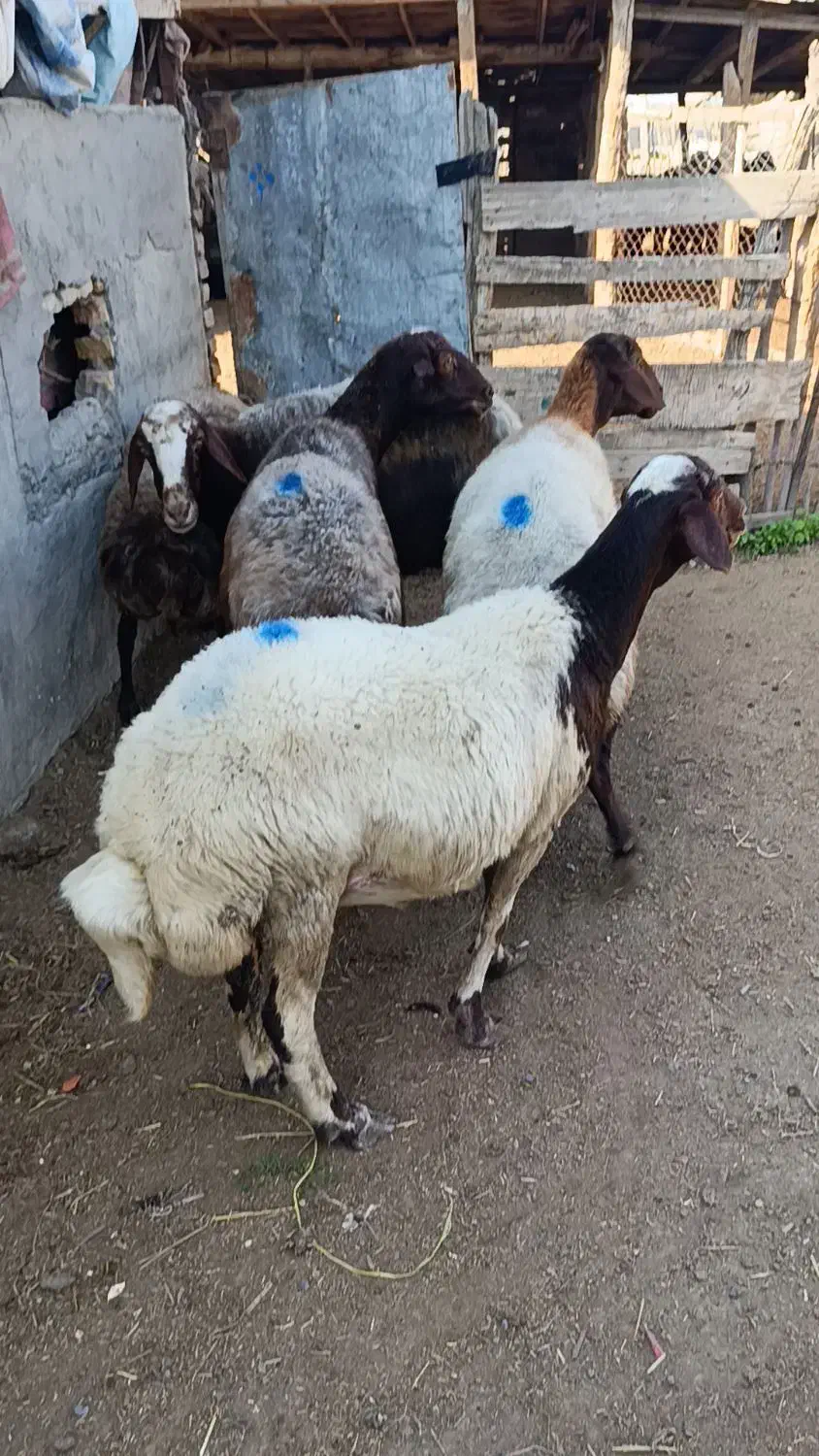 5راس میش آبستن سونوشدن|حیوانات مزرعه|سیمین شهر, |دیوار