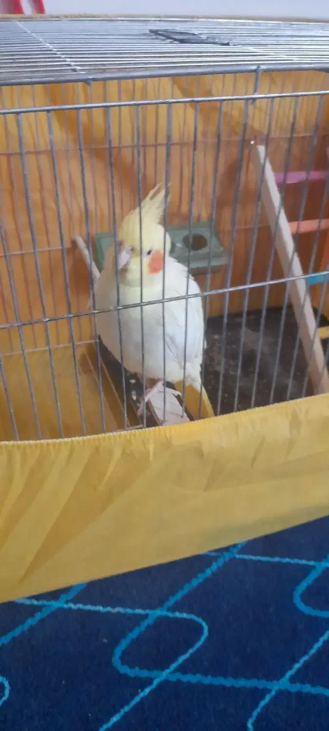 عروس هلندی ماده|پرنده|ماسال, |دیوار