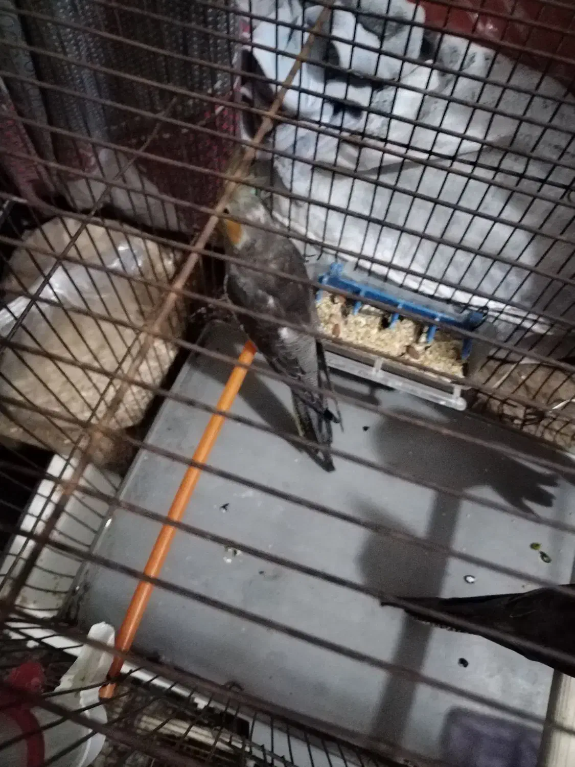 عروس هلندی جوجه|پرنده|اراک, |دیوار