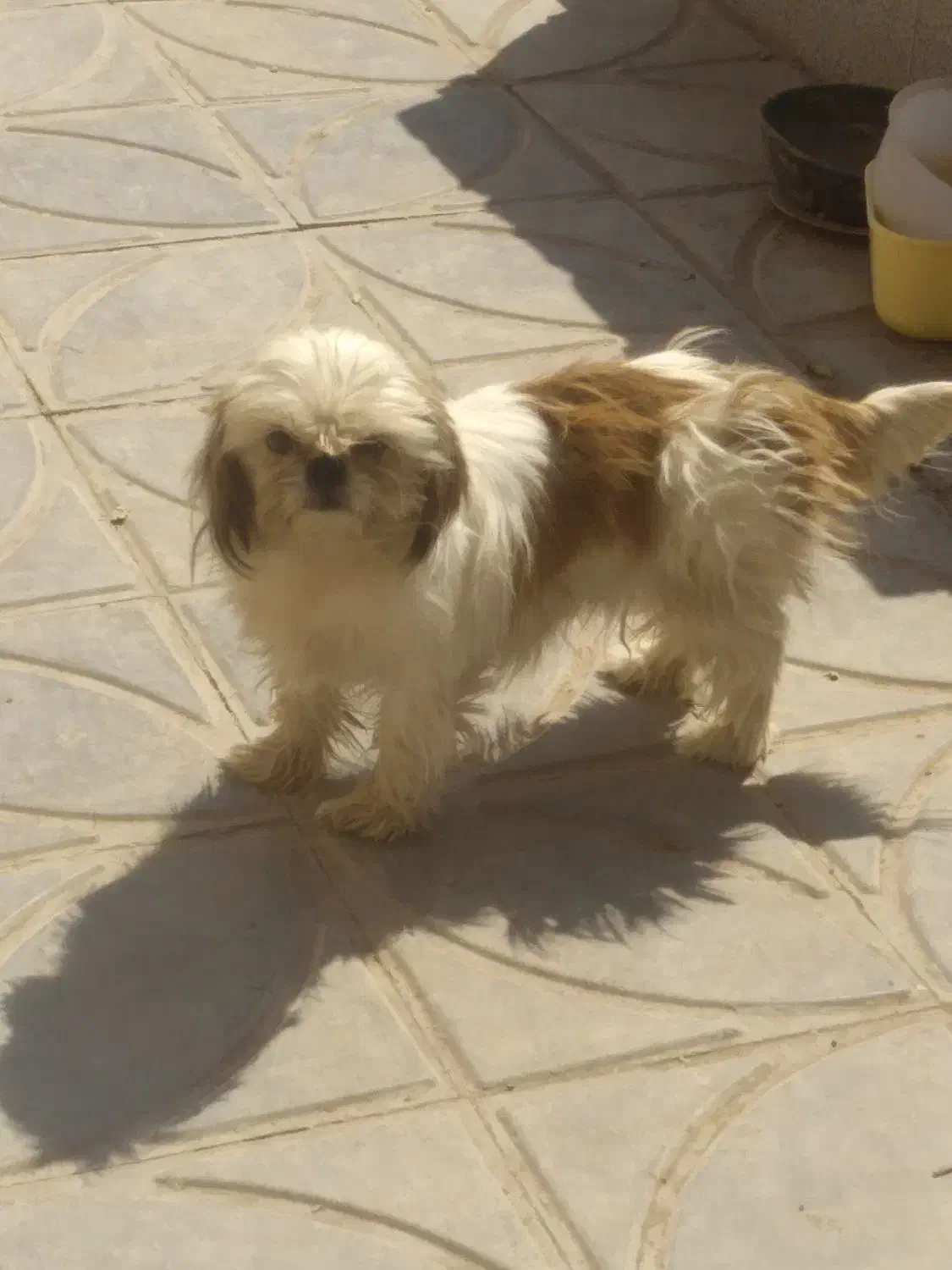 واگذاری سگ پشمالو|سگ|کرمان, |دیوار