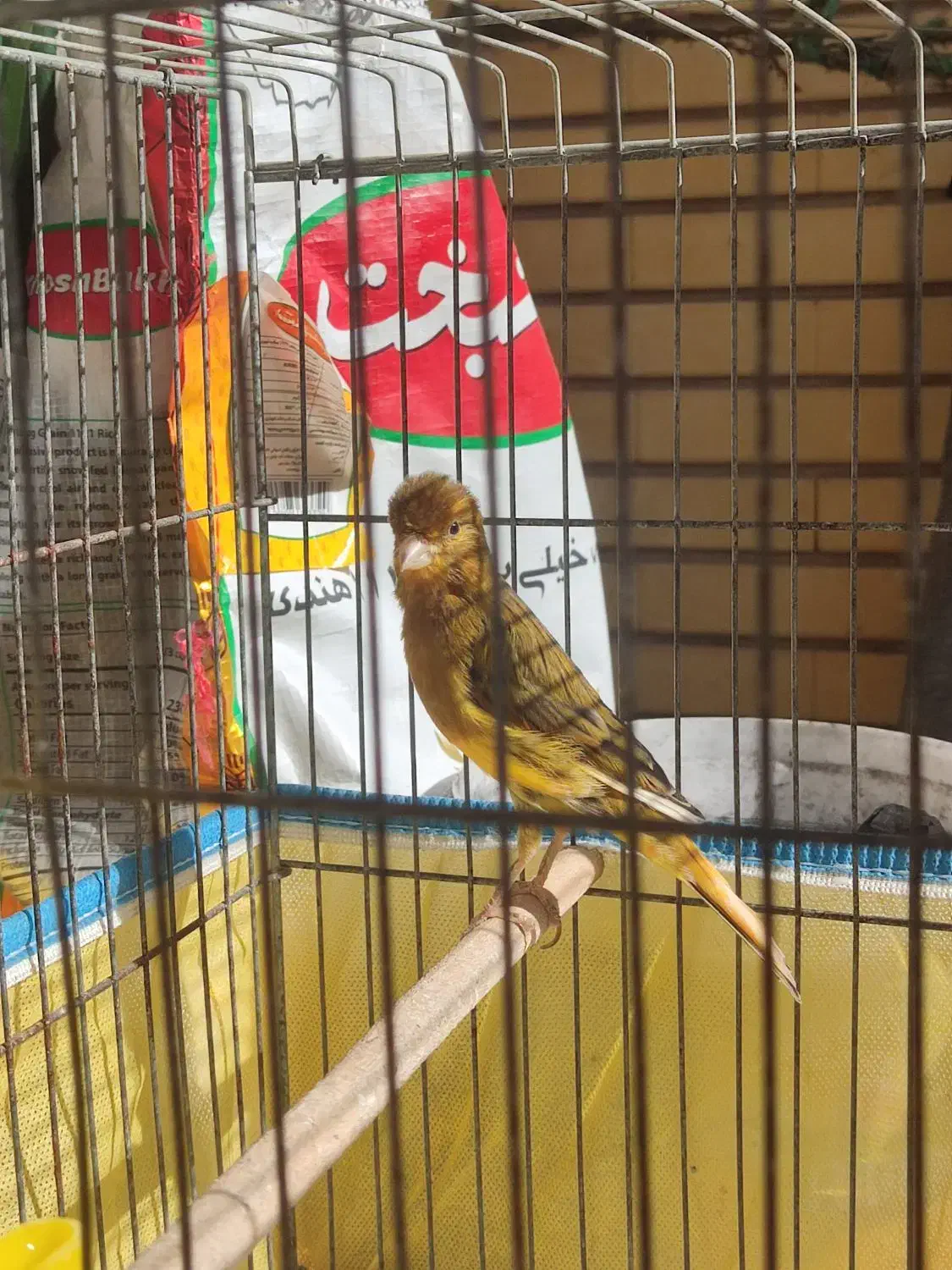 قناری روزگاری|پرنده|شیراز, قلعه نو|دیوار