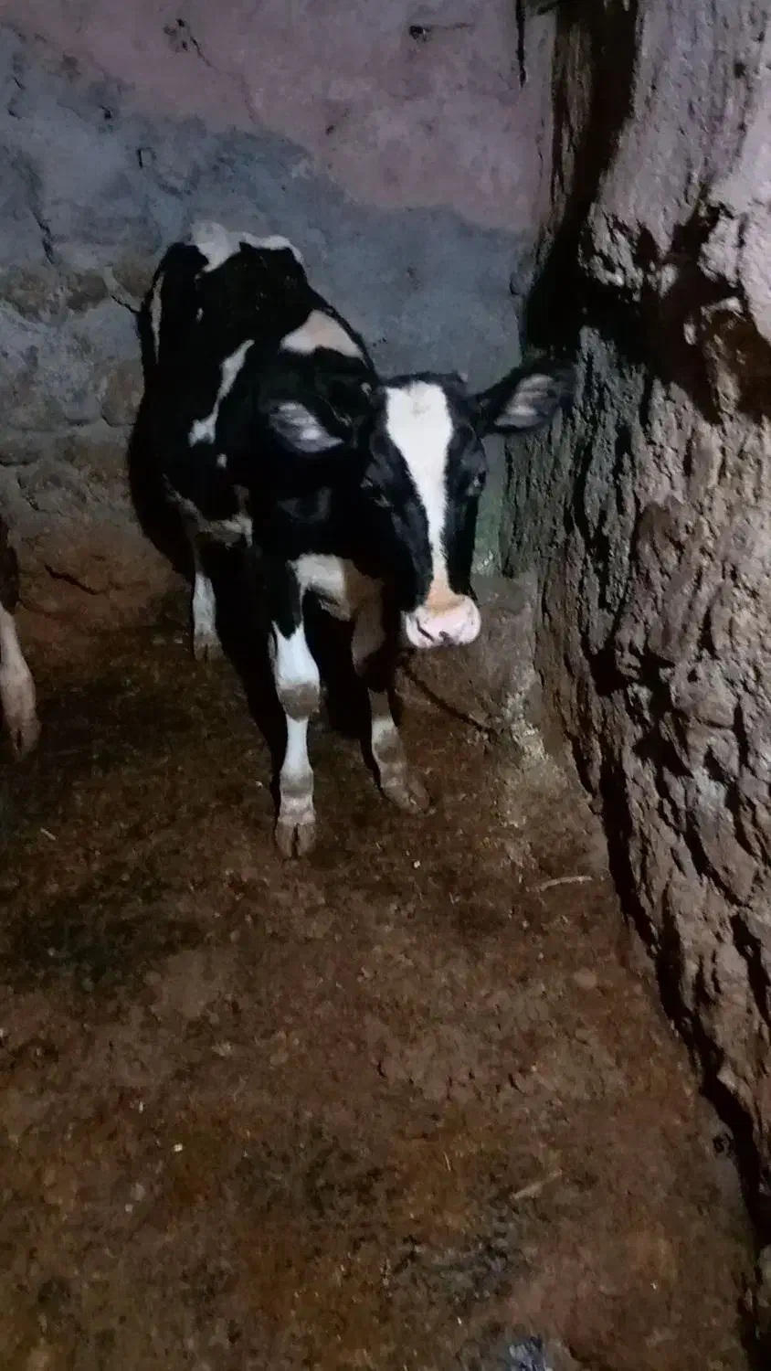 گاو ماده همراه گوساله اش|حیوانات مزرعه|موچش, |دیوار