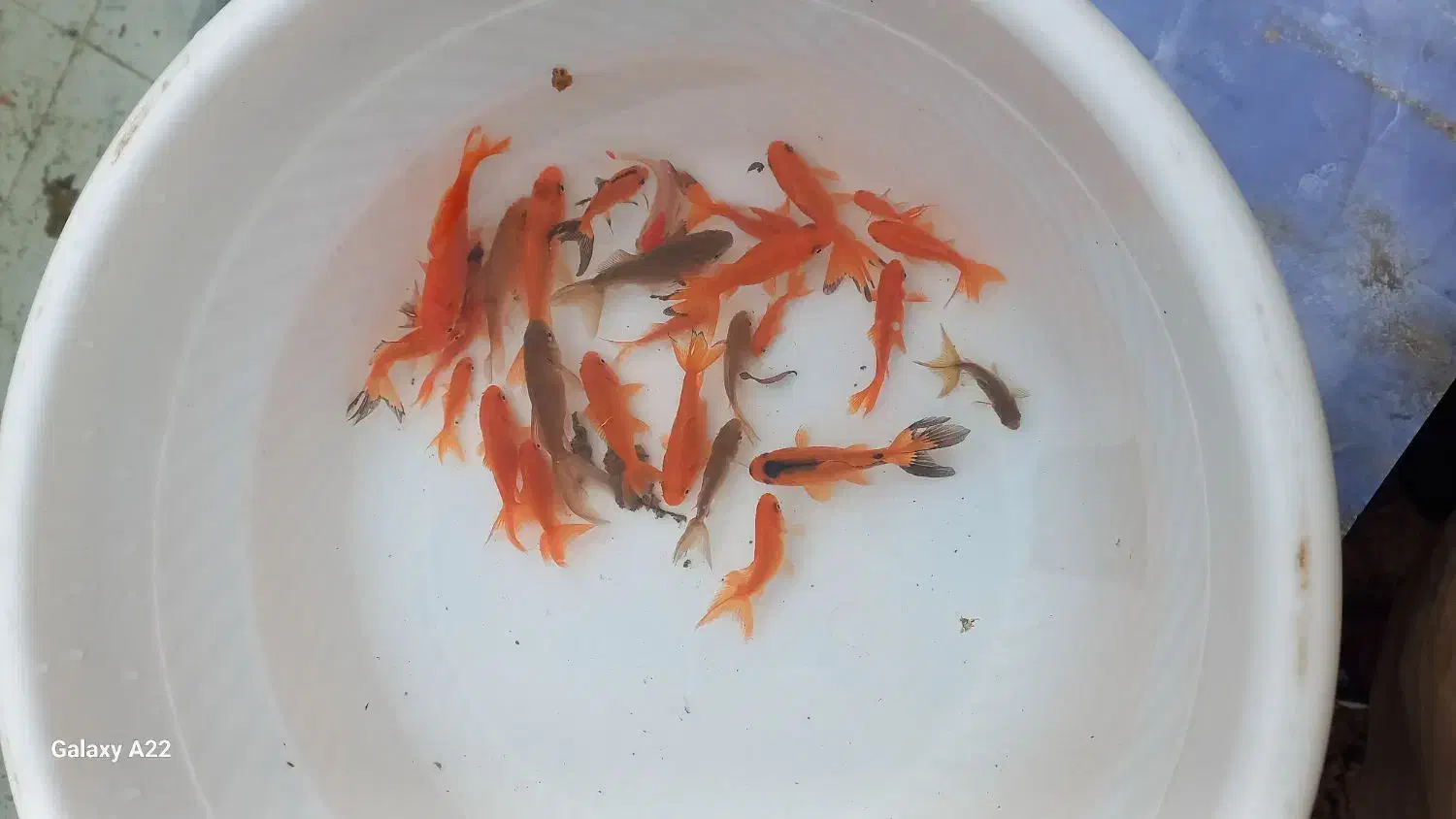 ماهی قرمز|ماهی|خان ببین, |دیوار