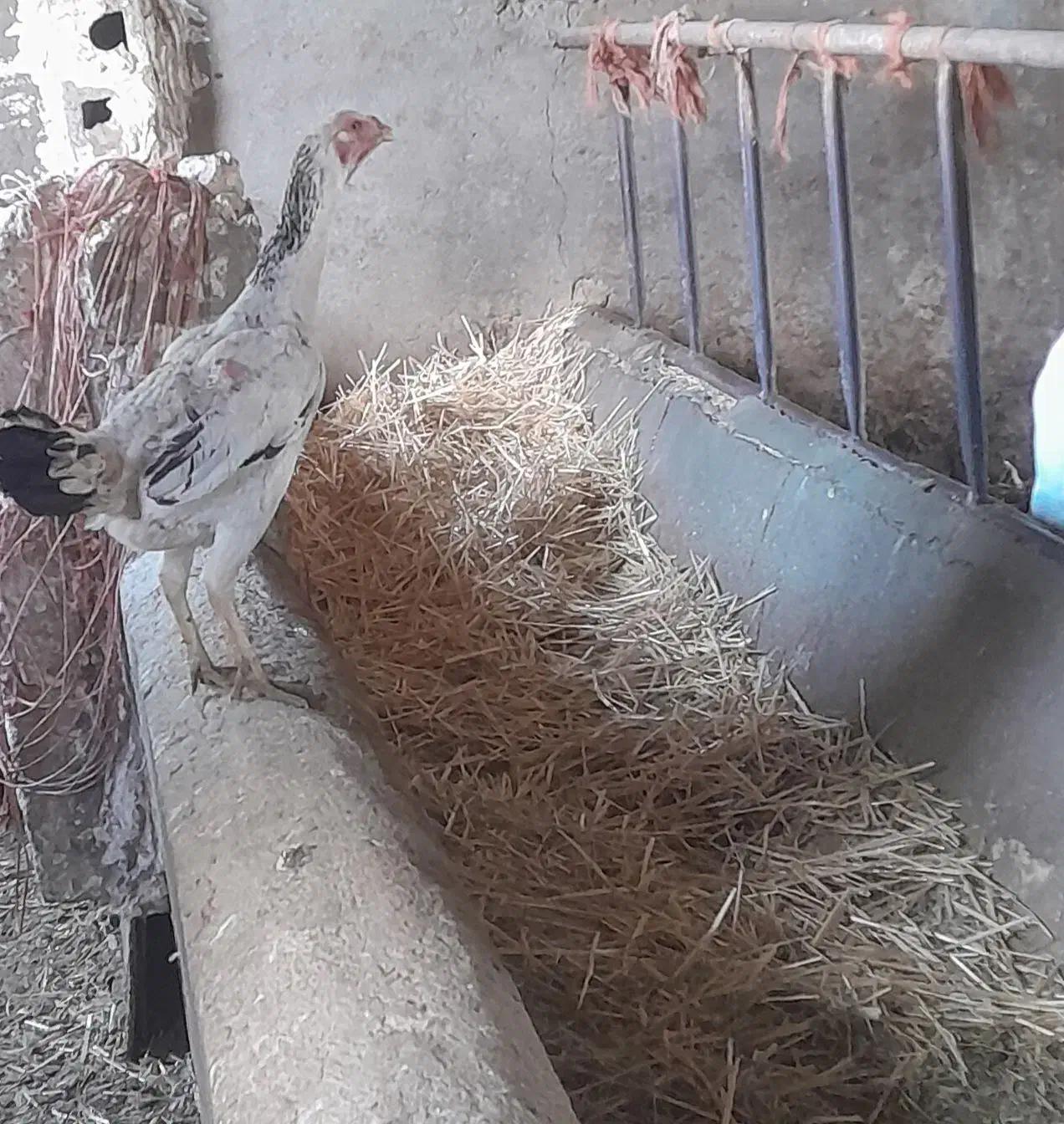 مرغ لاری اصیل ترک|حیوانات مزرعه|اسدآباد, |دیوار