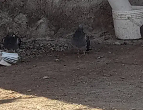 دوبر|پرنده|اردبیل, |دیوار