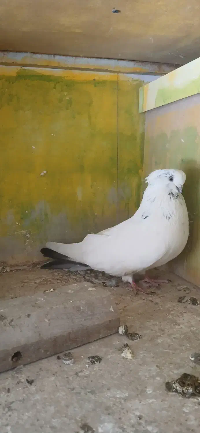 فروش چندتاکبوتر زیبا وسرکله ودار اصیل|پرنده|تهران, شهرآرا|دیوار