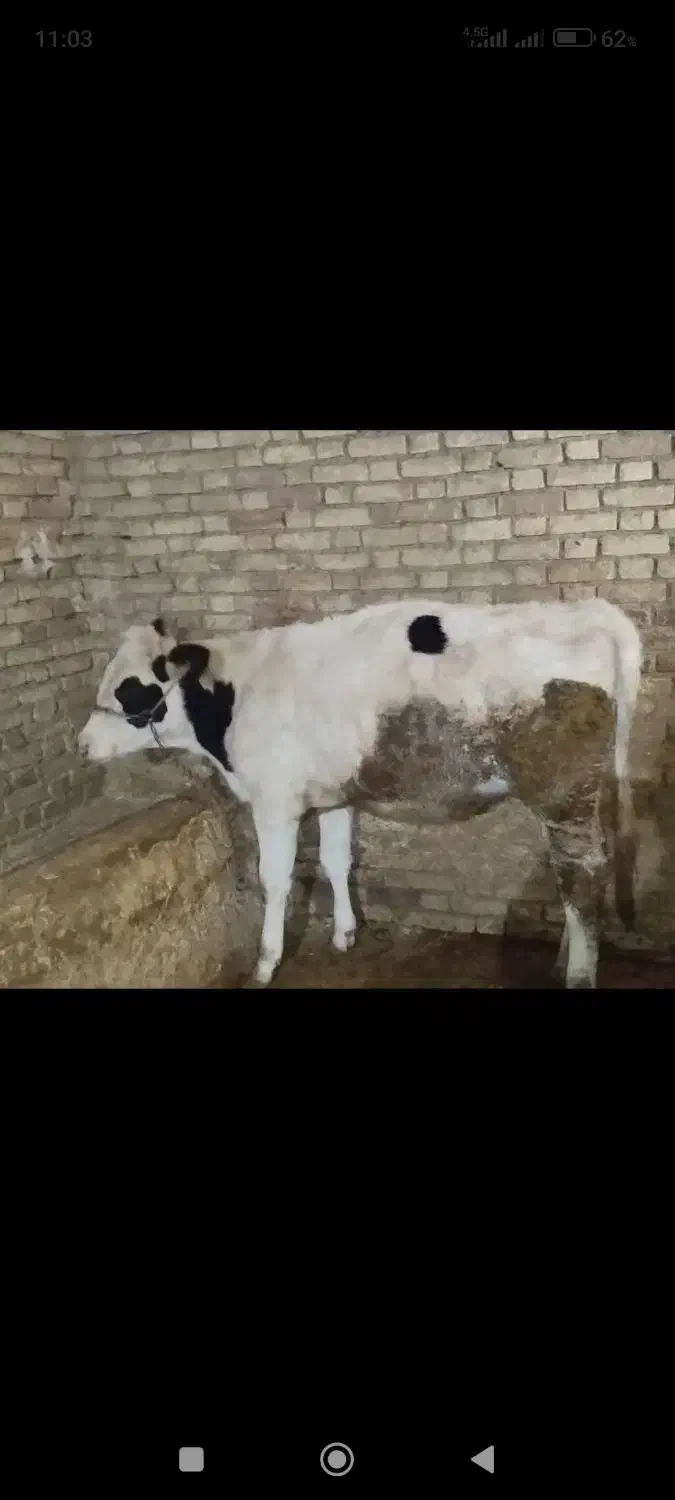 شنگول زیر بر (گوساله ماده )|حیوانات مزرعه|فارسان, |دیوار