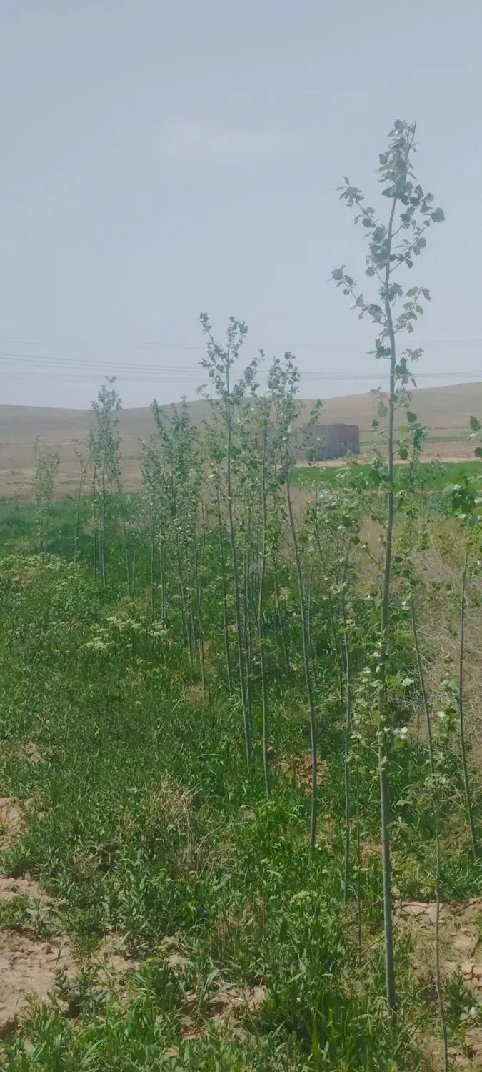 فروش و معاوضه زمین آبی در بیلوردی|فروش دفتر صنعتی، کشاورزی، تجاری|خواجه, |دیوار