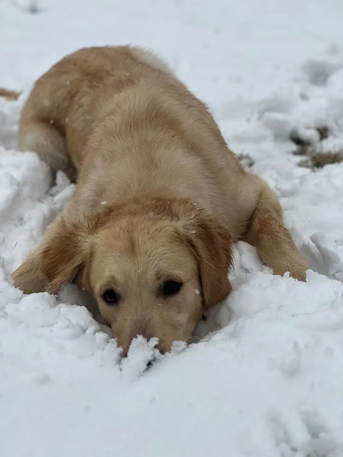 گلدن رتریور|سگ|تهران, جیحون|دیوار